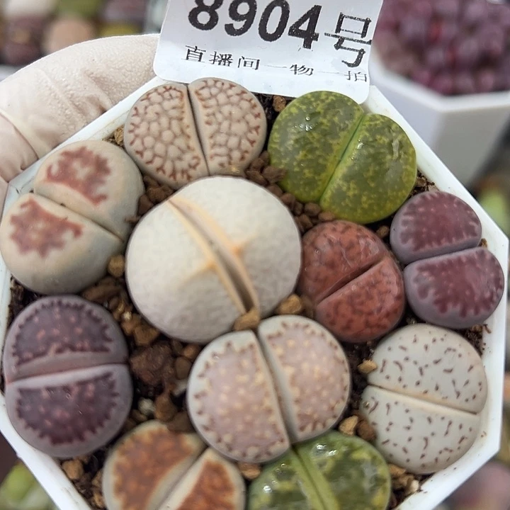 8904 好养易活生石花大母本