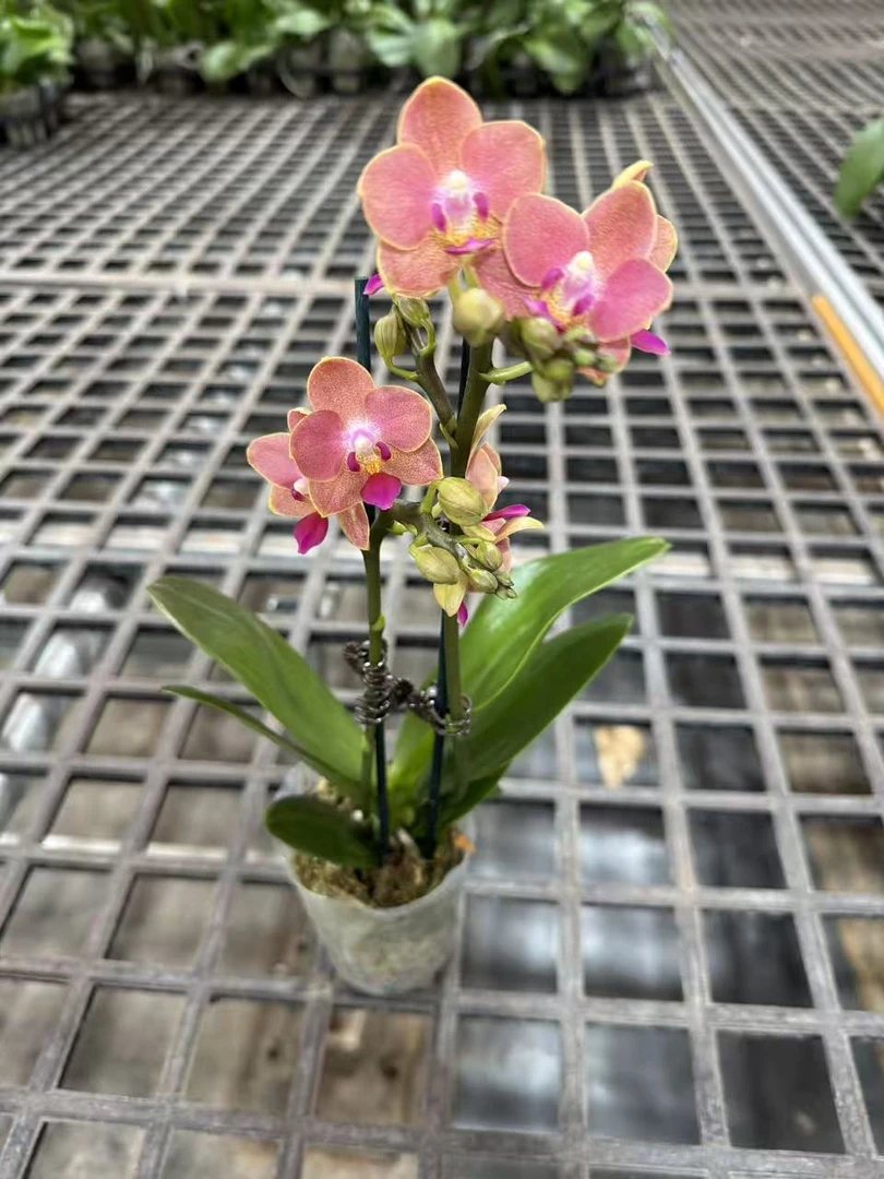 蝴蝶兰【迷迭香】昆明直发