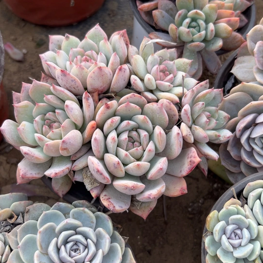 多肉植物多肉植物