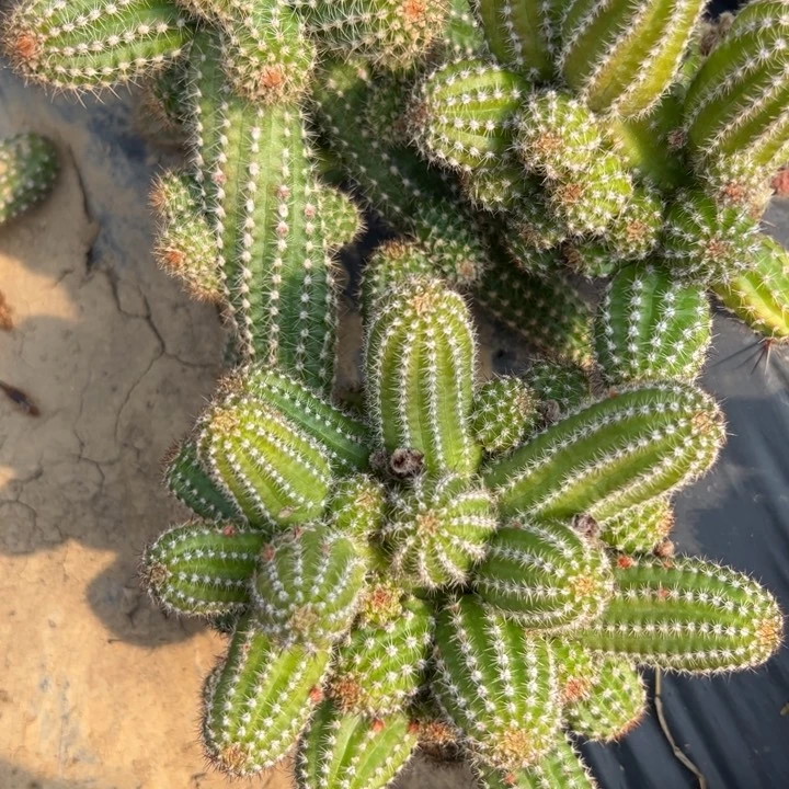 白檀仙人球405白檀137