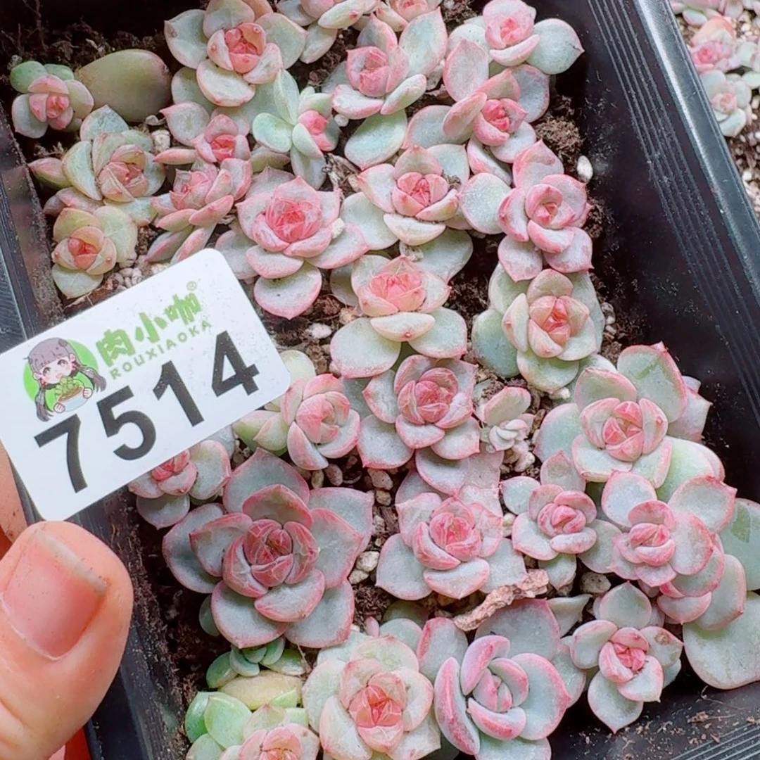 蜡***子多肉植物多肉植物