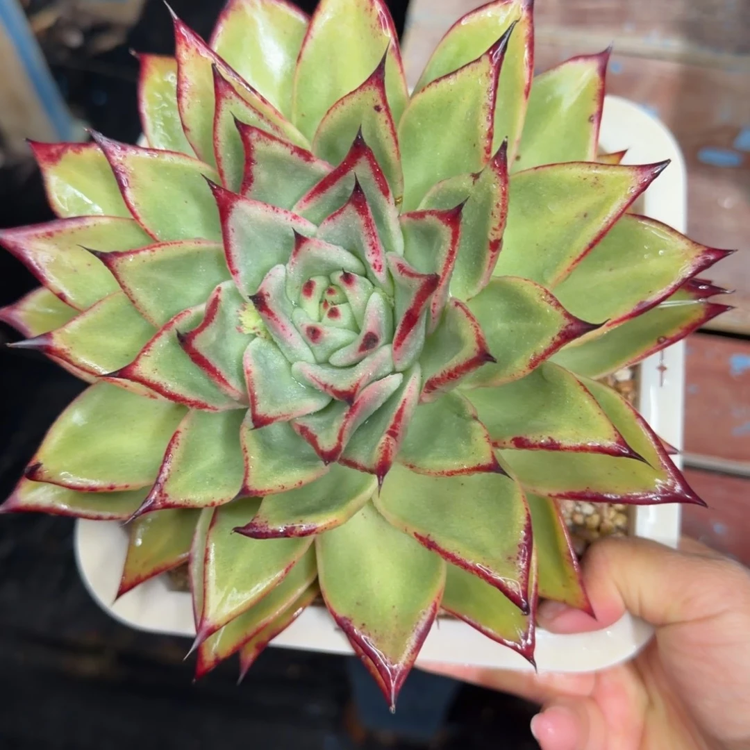 一物一拍，顺顺顺，59