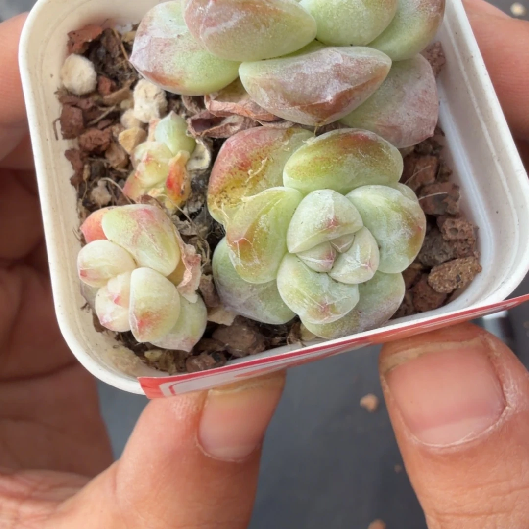 247 号到手一颗江北多肉不售后