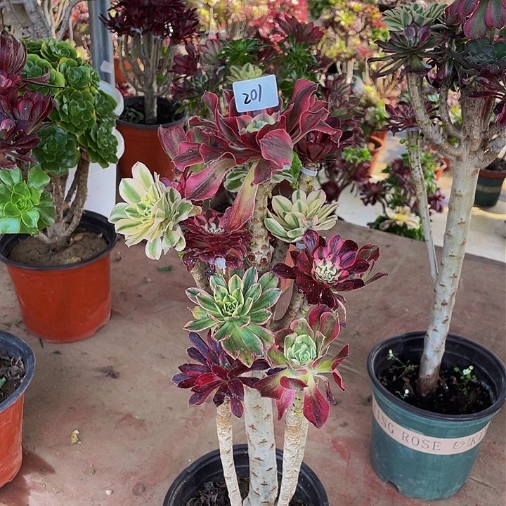 天***o架接法师一个201号