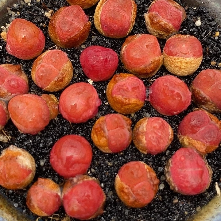 小毛桃一组两颗