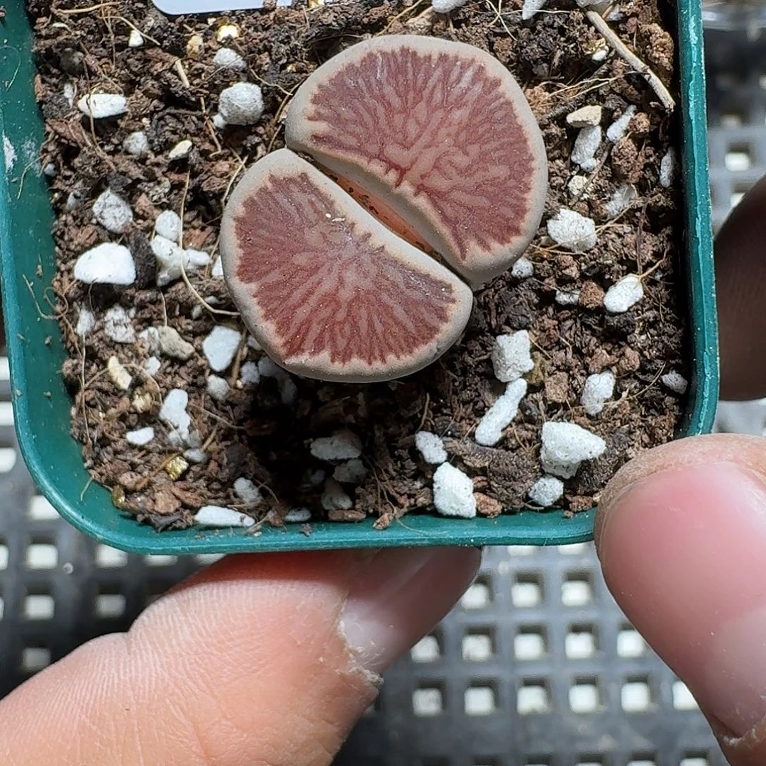 188 多肉植物多肉植物