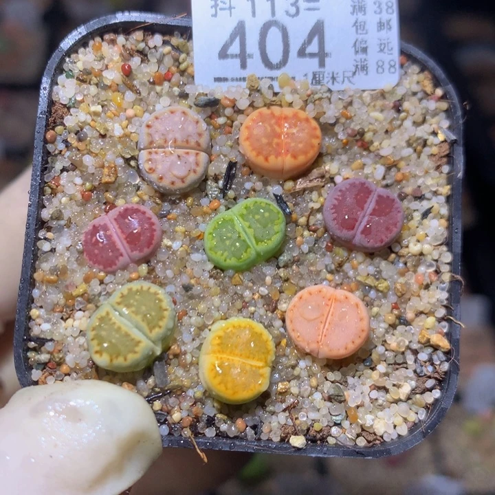 精品生石花113.404