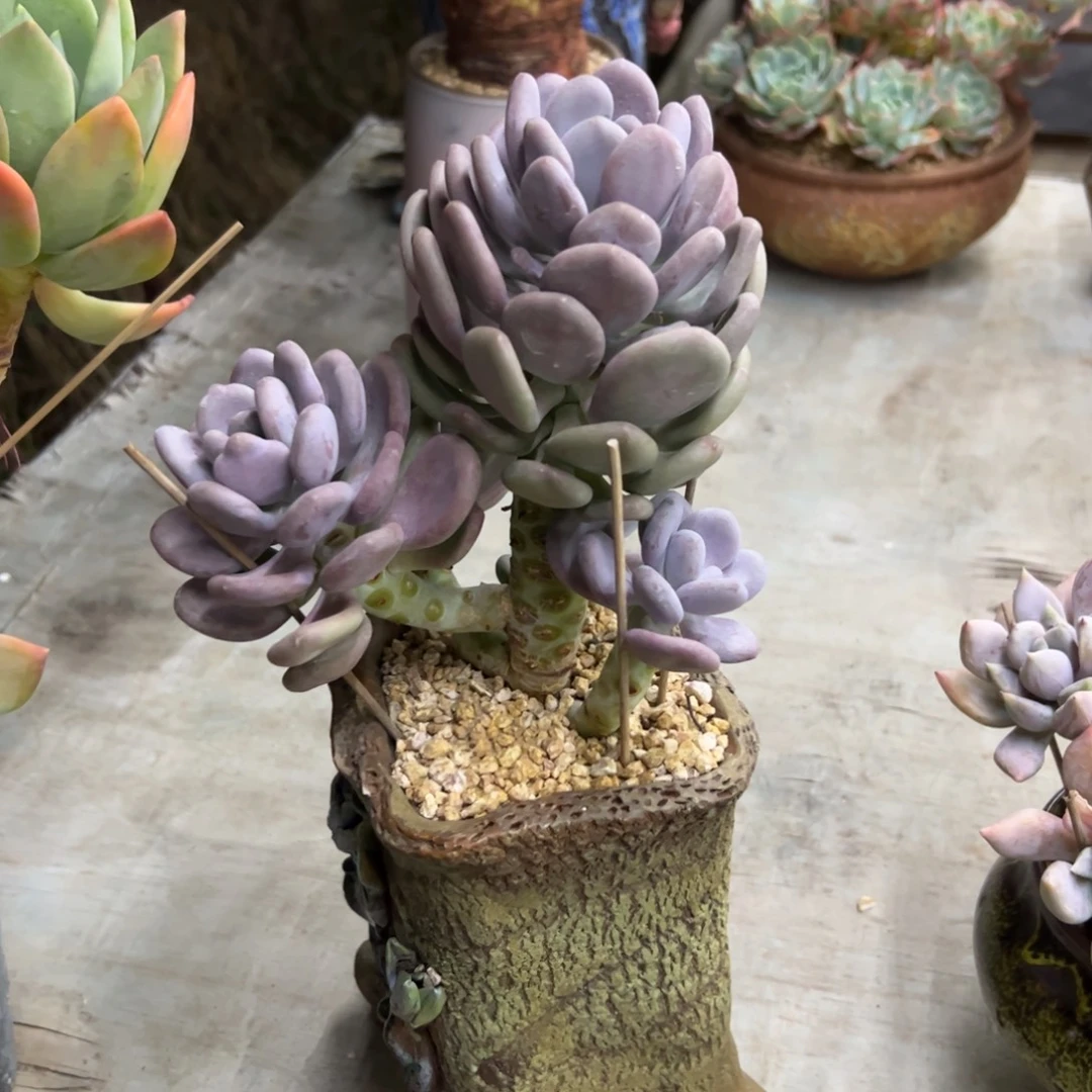 月美人28 零零多肉植物