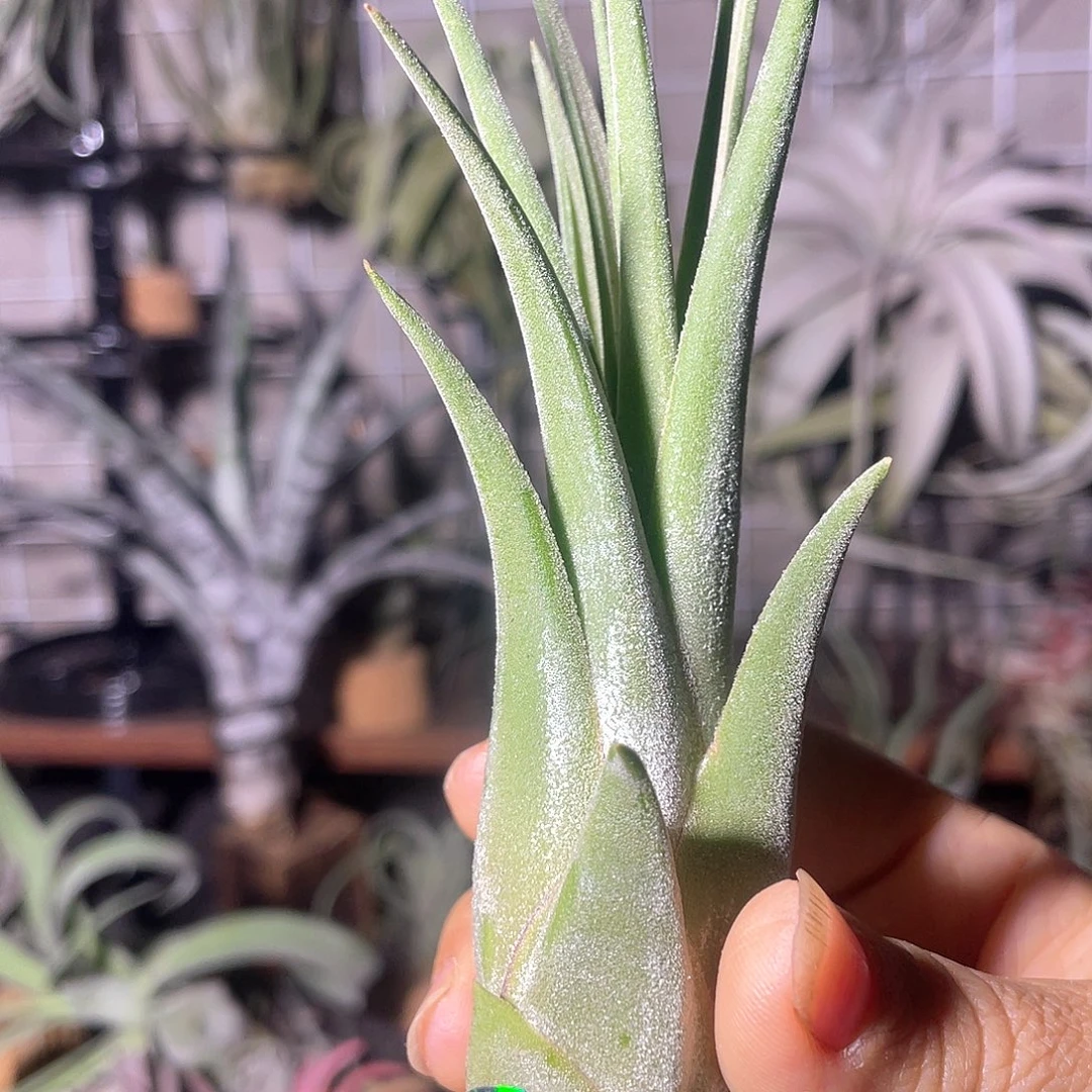 蛇精10号空气凤梨