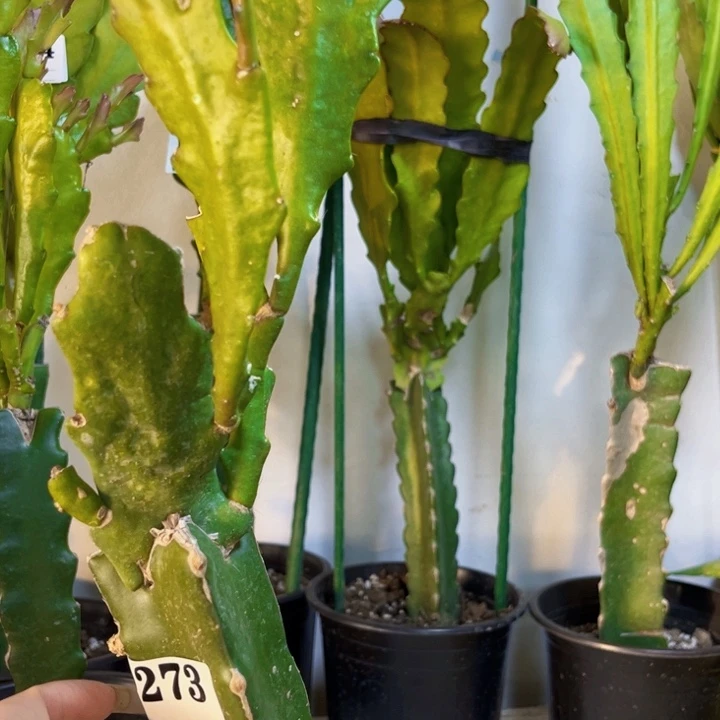 当前无花栽培后可以开花273