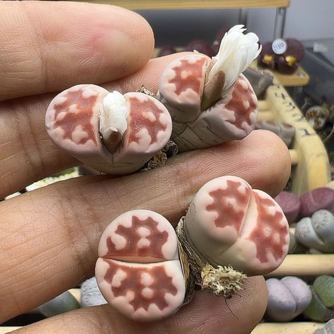 1877 生石花清货不参考