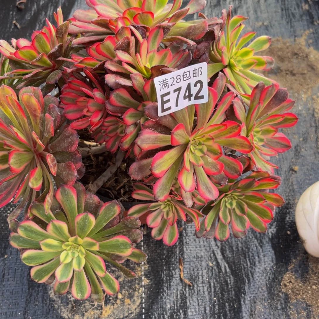 742多肉植物一物一拍