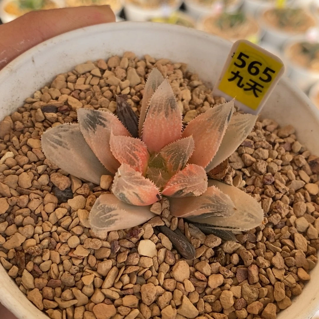 565号糊斑白帝城锦