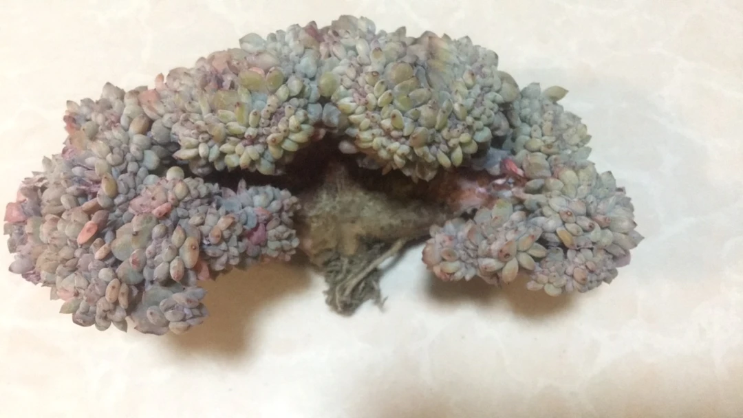 点点小哥缀化多肉