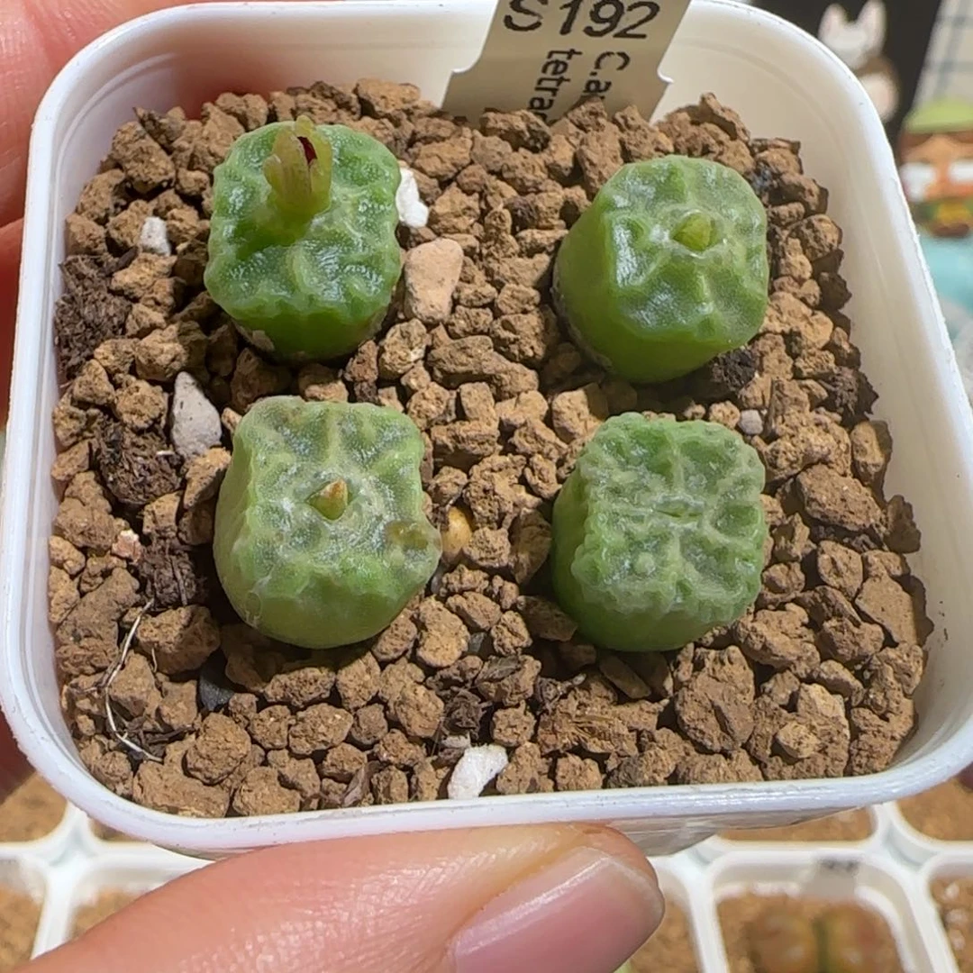 胖***墩肉锥多肉植物组合-985