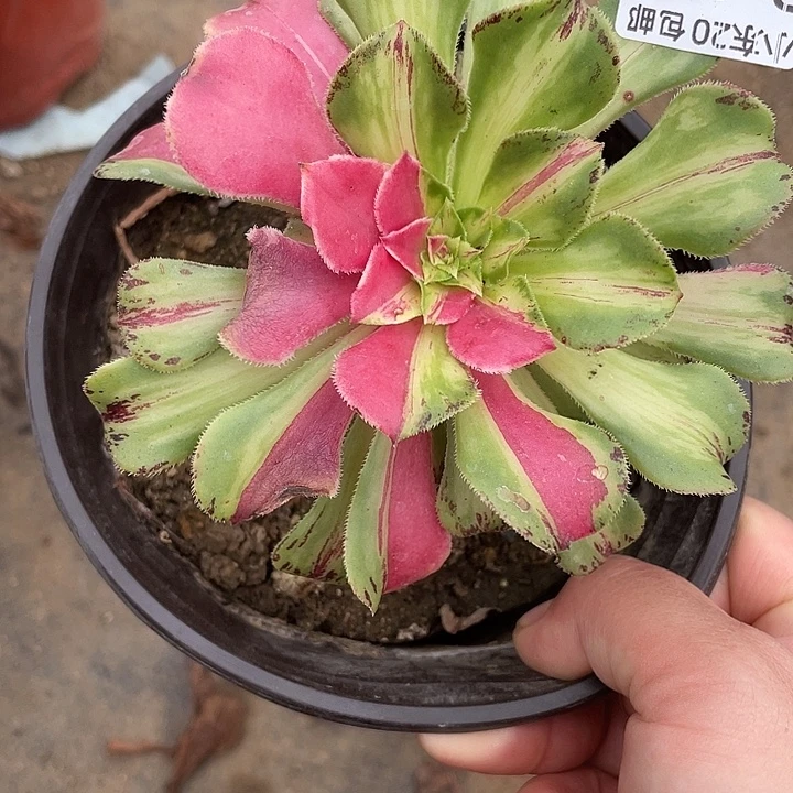276嫁接知否多肉植物法师