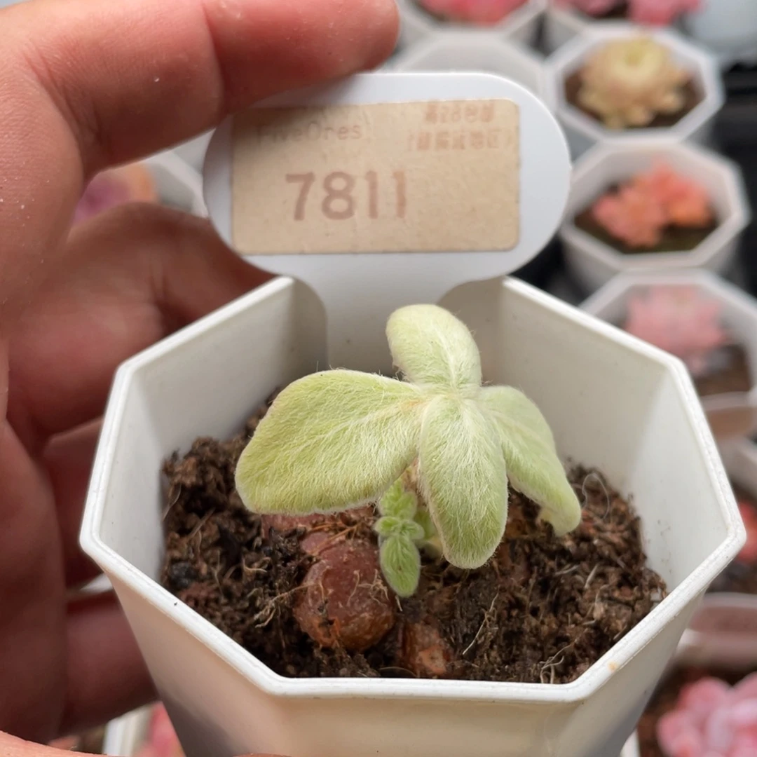 断崖女王7811-3厘米