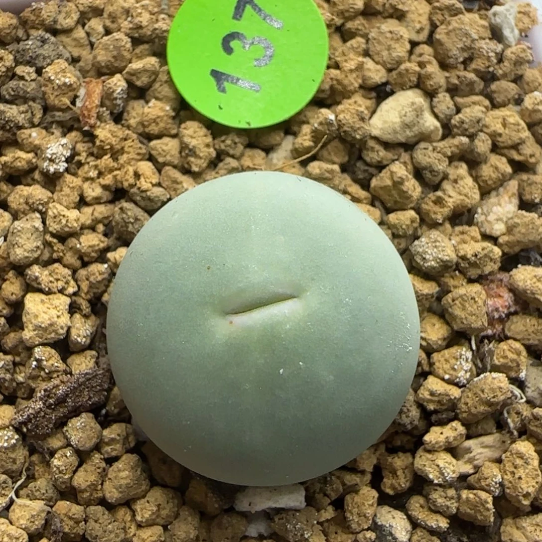 大嘴巴sh433v嘴1.8多肉137
