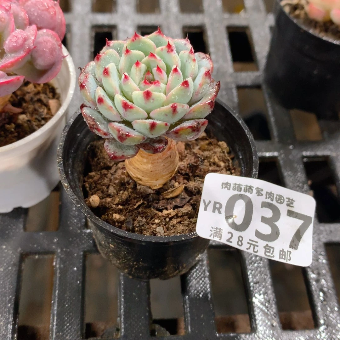 肉萌萌拇指盆精控多肉YR037