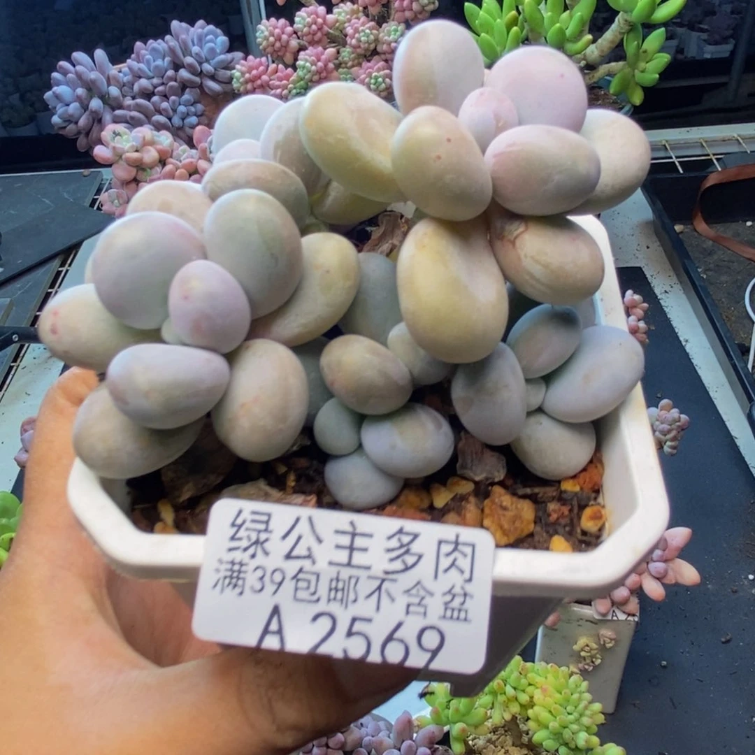 568水光针多肉8cm