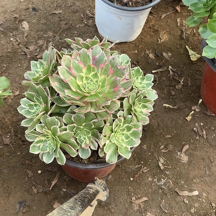 小***人多肉植物法师海王13