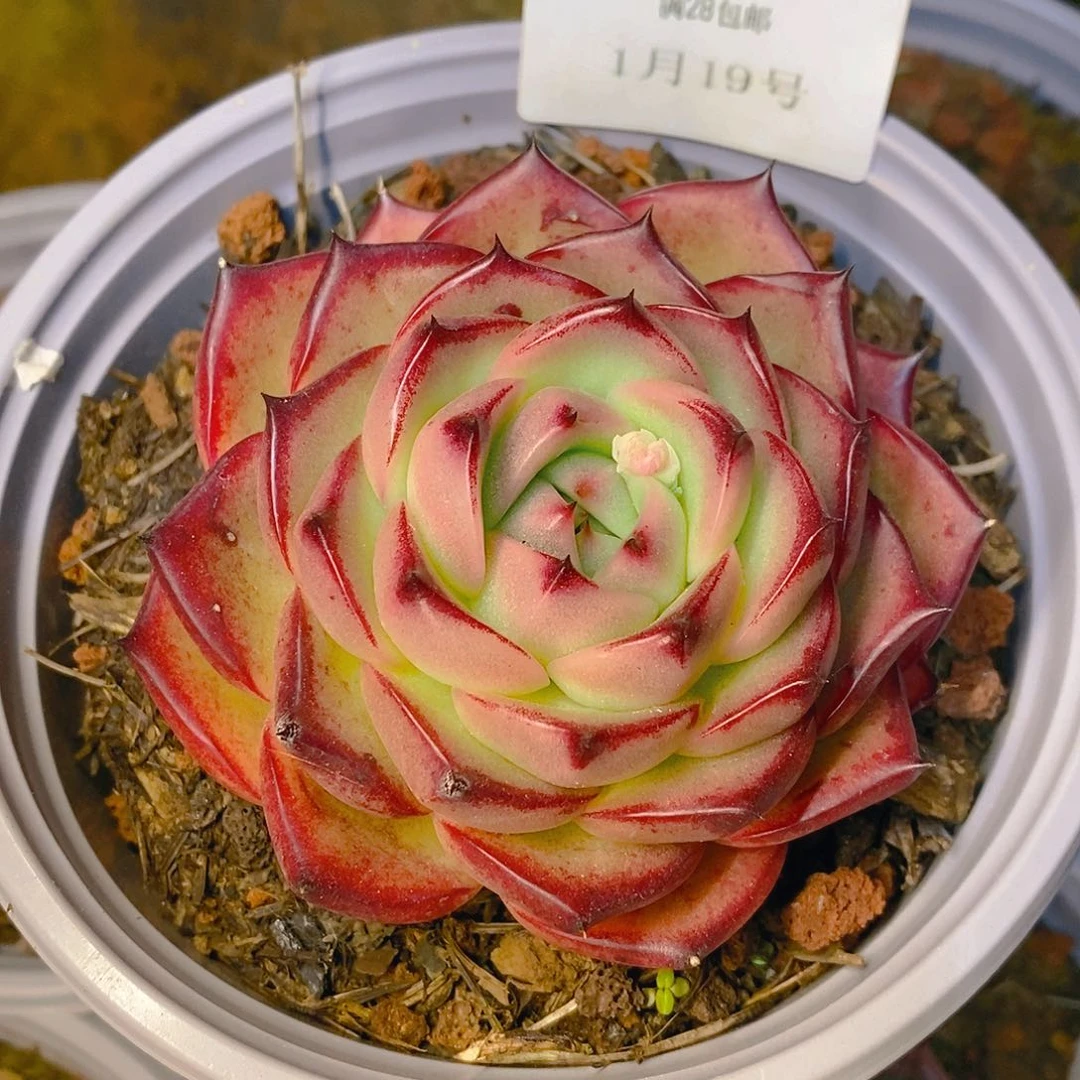 【闪购商品】?****?云889