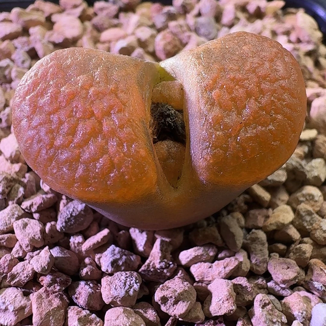 Eh980超级蛋糕风铃2920