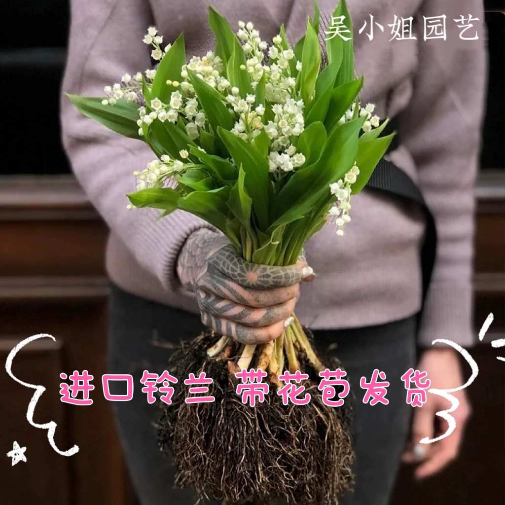 进口铃兰花苗盆栽浓香型带花苞夏季耐热好养活办公桌摆放美观观赏