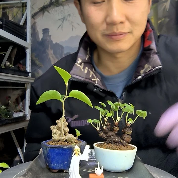 童***泉中青园艺一物一拍花109