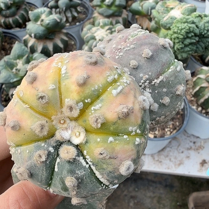 无花朵216兜锦仙人球