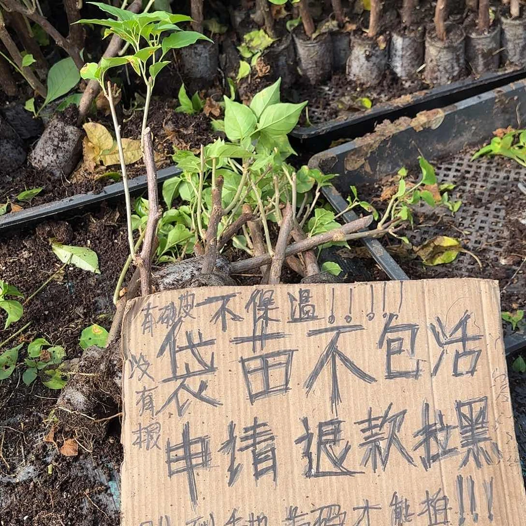 兔***哥无花朵袋苗盲盒12753颗不包活20