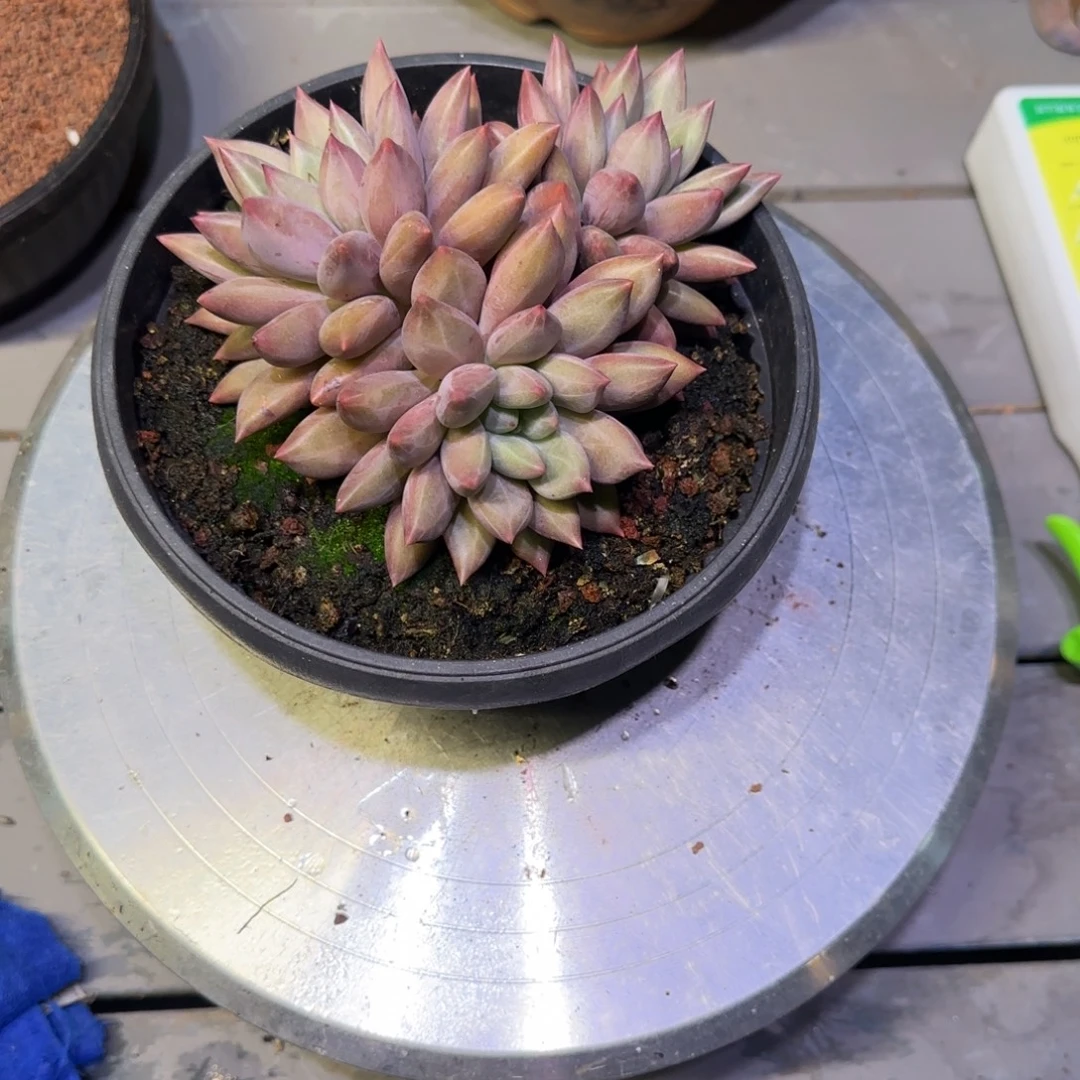 可***可3头水晶球多肉植物一物一拍