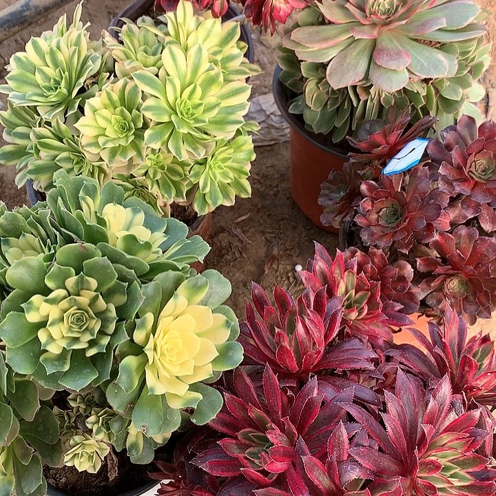 多肉植物六颗组合7号