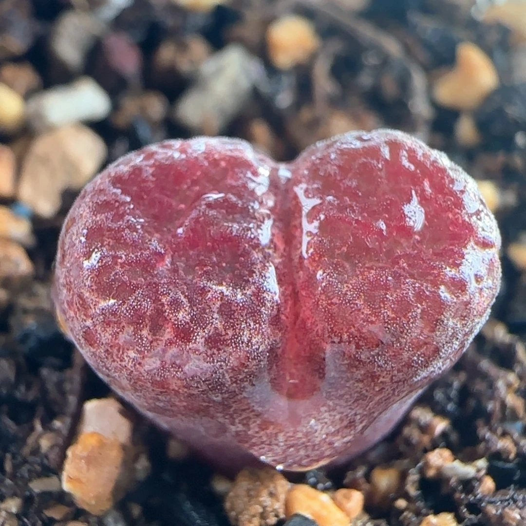 1083/混播红风铃/