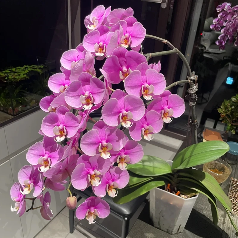 爆花机器安娜粉色抽梗苗蝴蝶兰大花带花剑花量大好养室内绿植花卉