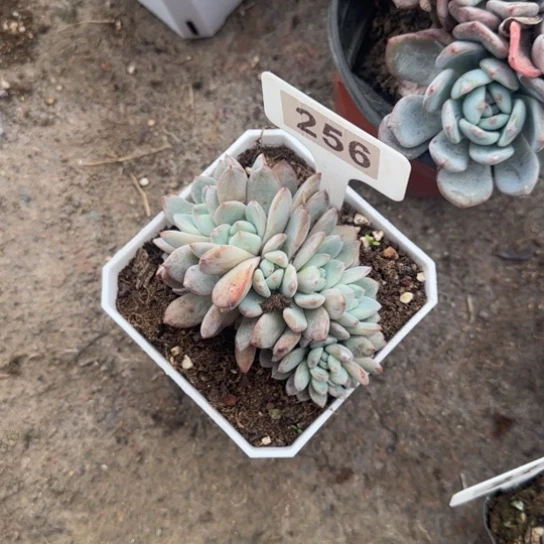 256橙梦露缀多肉植物多