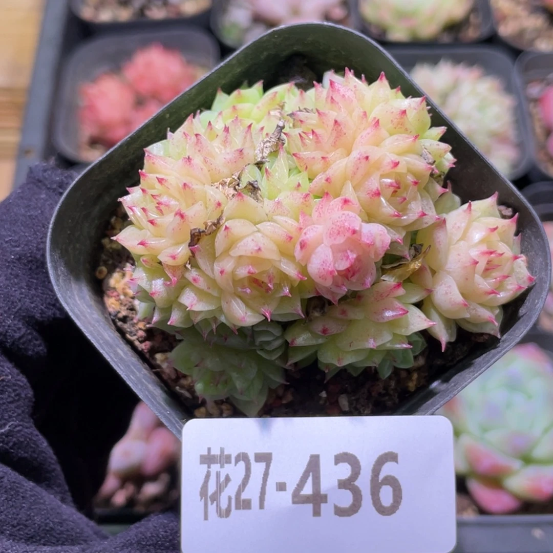 花利美27-436麦秆