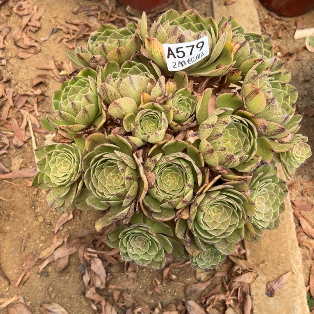 579多肉    万拉丝