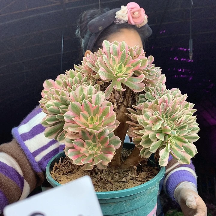 柒柒精品多肉脱土发货不包断侧枝S914