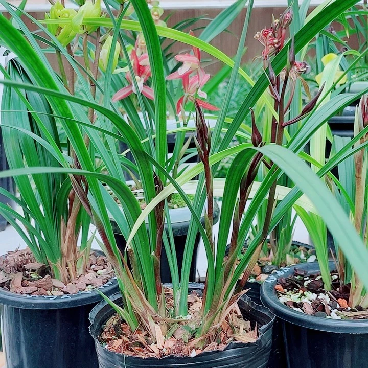 向****完全开放一物一拍