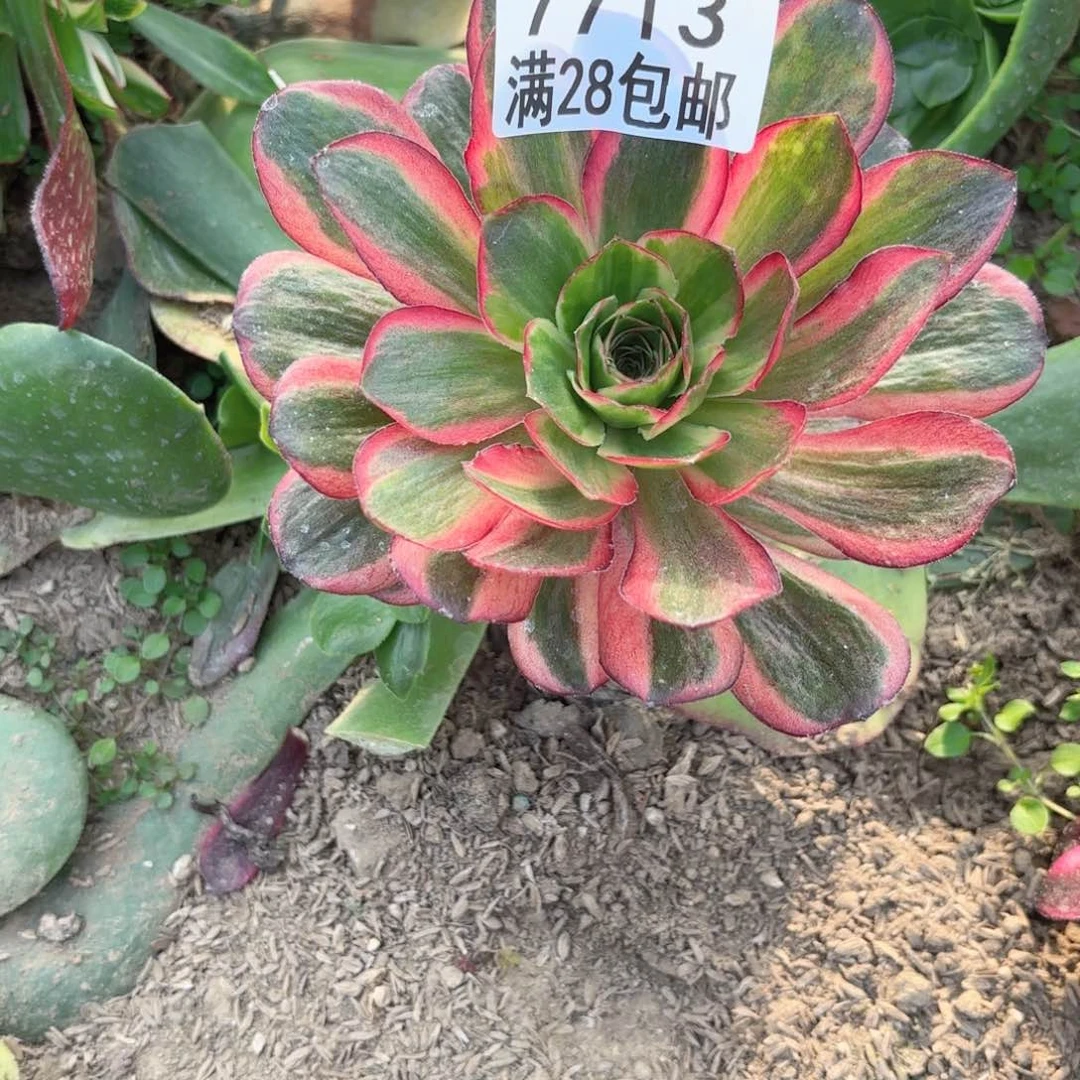 G. 7713有砍玫瑰锦多肉