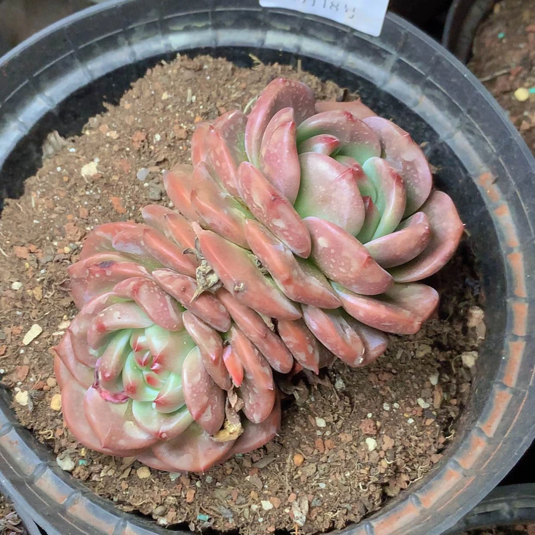 【闪购商品】云595号不周正