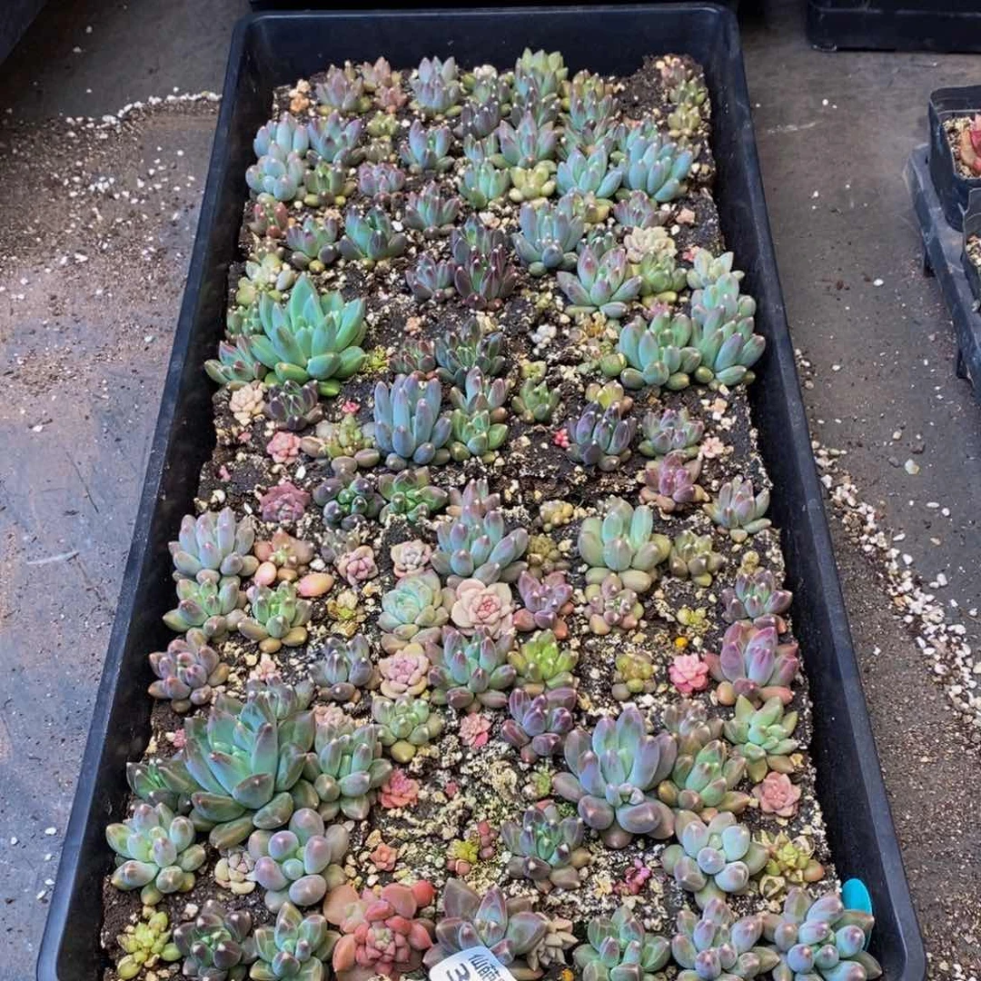 ✨***子312多肉植物保护研究所所长助理