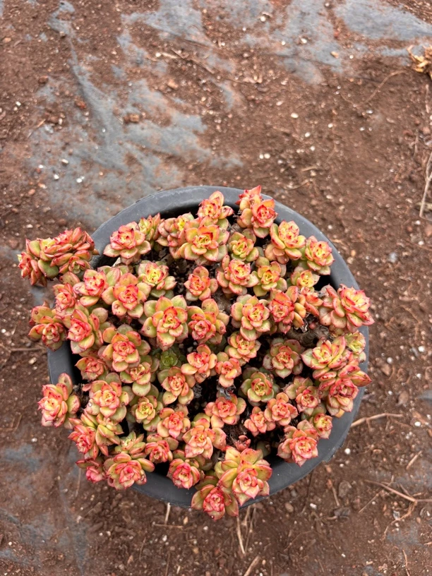 大盆丸叶蜡牡丹多肉植物云南基地直发新手阳台养护脱土发货