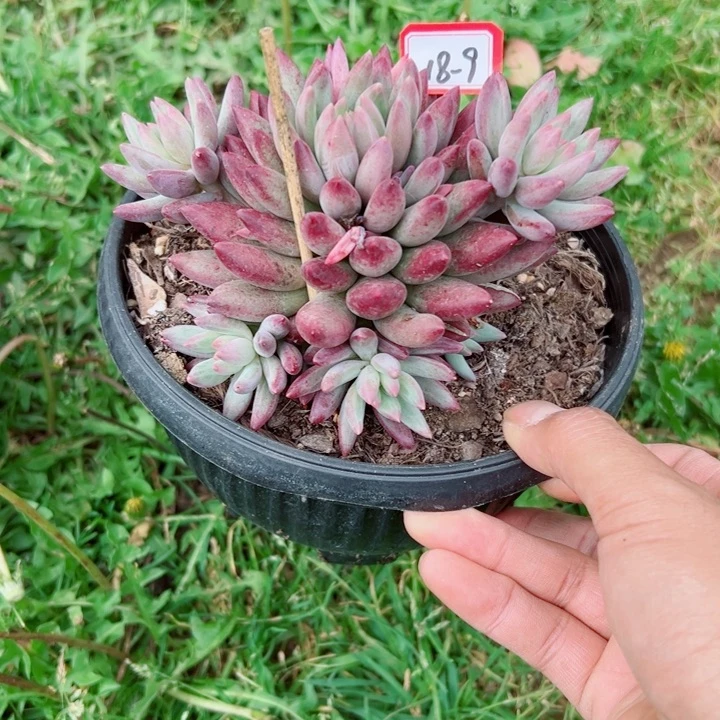 四**然精品多肉植物老桩