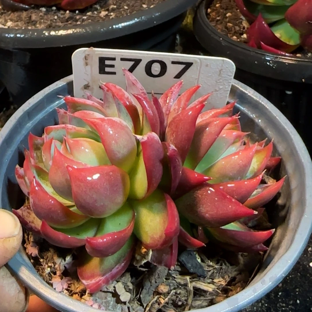 惊鸿一物一拍包装收缩花旱707