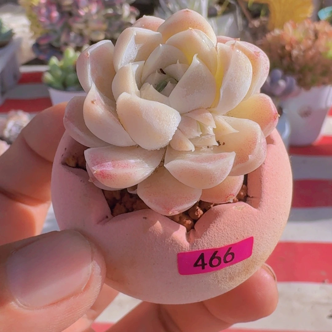 一物一拍编号466