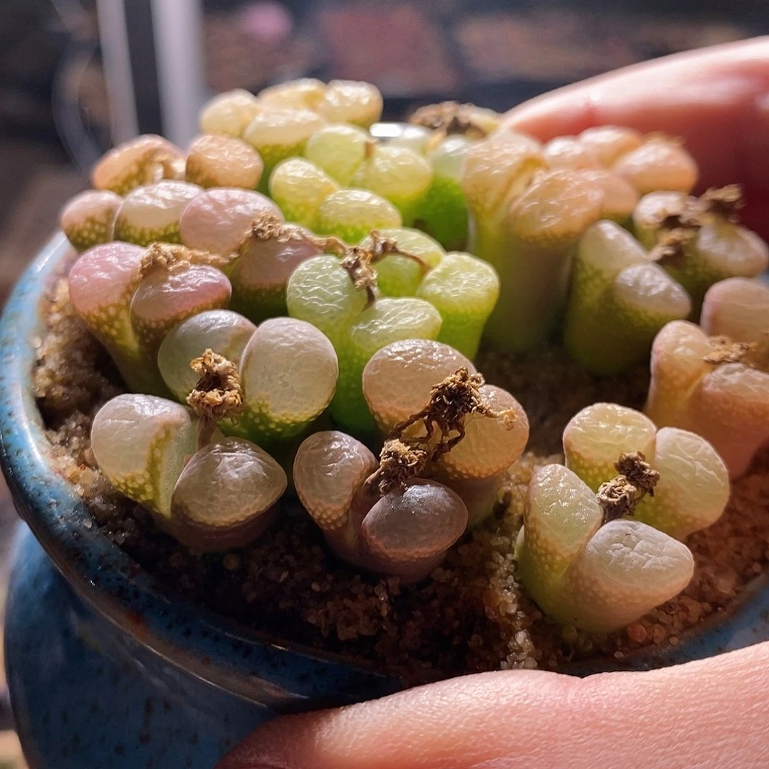 一颗双头粉红少女风铃。