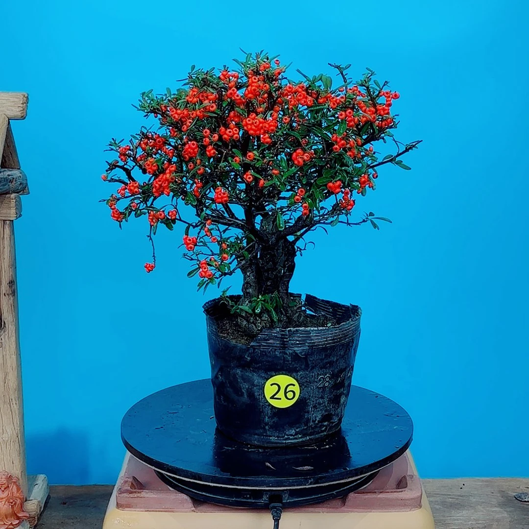 8***1无花朵火棘吉祥果大盆栽