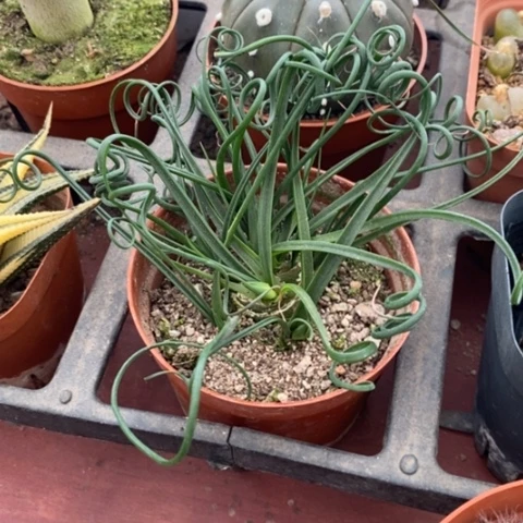 大弹簧草块根8仙人球